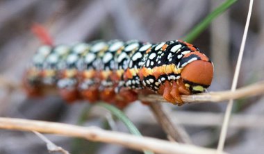 Kendi habitatında bir daldaki solucanla makro