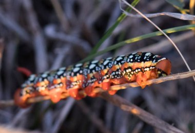 Kendi habitatında bir daldaki solucanla makro