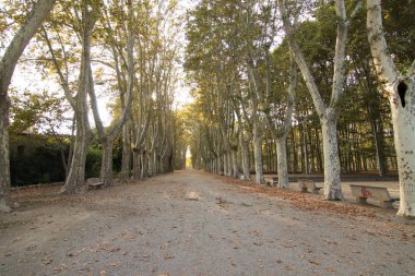 nice garden with trees