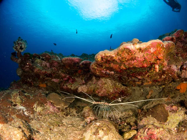 lobster at sea on the Costa Brava