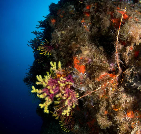 lobster at sea on the Costa Brava