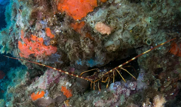 lobster at sea on the Costa Brava