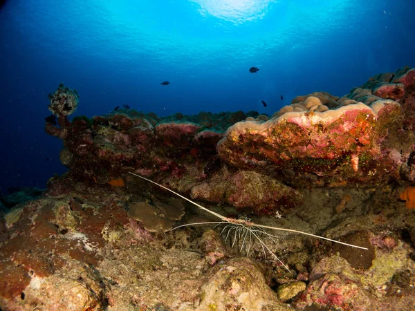 lobster at sea on the Costa Brava