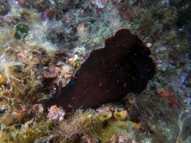 Deniz tavşanı yaşam alanında.