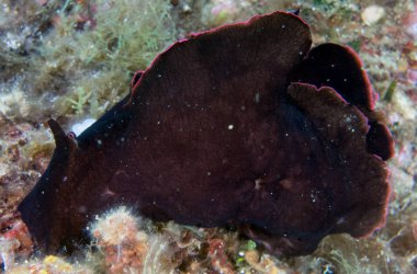 Deniz tavşanı yaşam alanında.