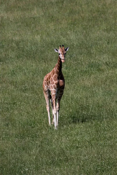 Girafe Dans Son Habitat — Photo