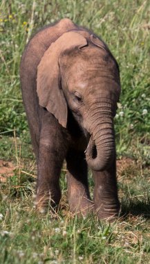 Yavrularıyla birlikte tarladaki filler