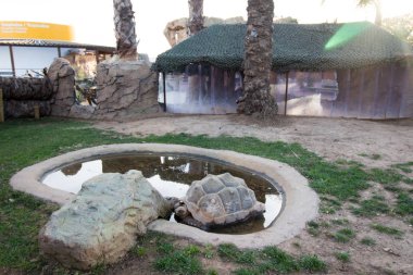 Kaplumbağalar ortamlarında