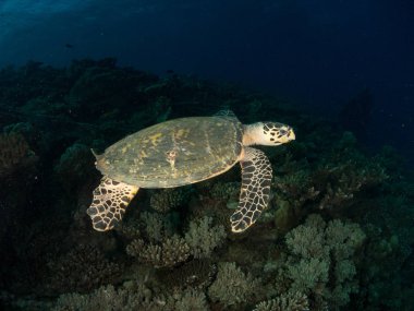 Kaplumbağalar ortamlarında