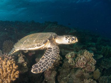 Kaplumbağalar ortamlarında