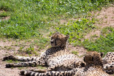 Yeşil alandaki kaplanlar