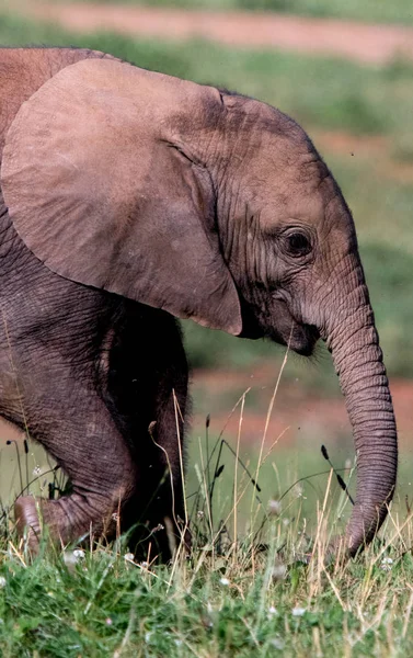 Elefanten Auf Dem Feld Mit Ihren Jungen — Stockfoto