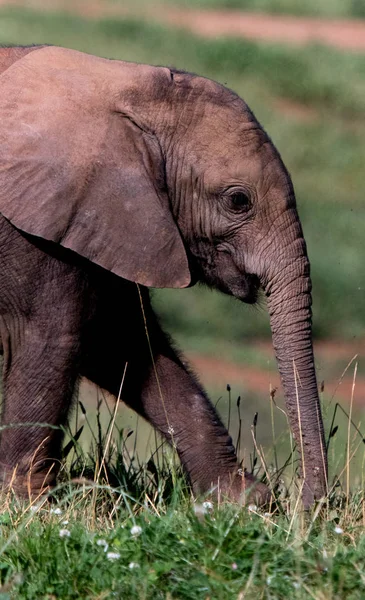 Yavrularıyla birlikte tarladaki filler