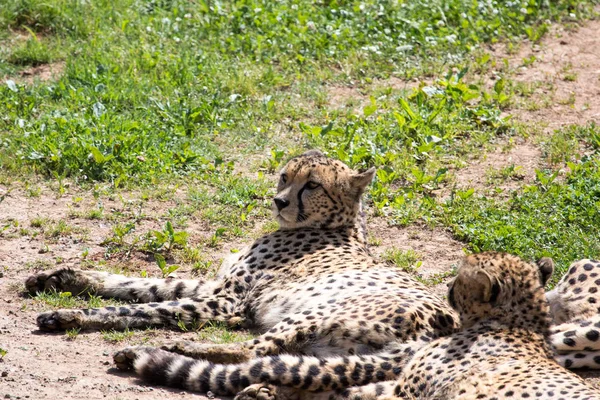 Tigres Campo Verde — Foto de Stock