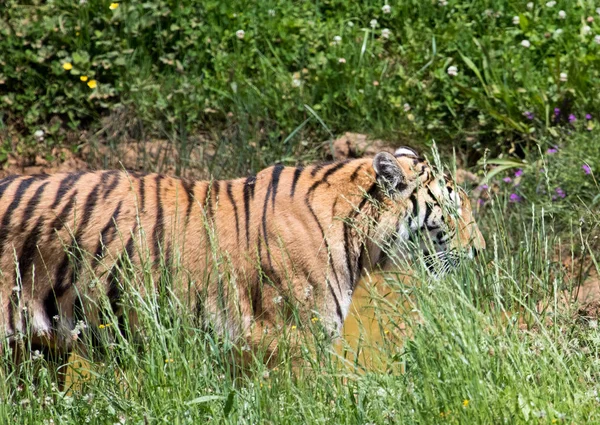 Tigres Dans Champ Vert — Photo