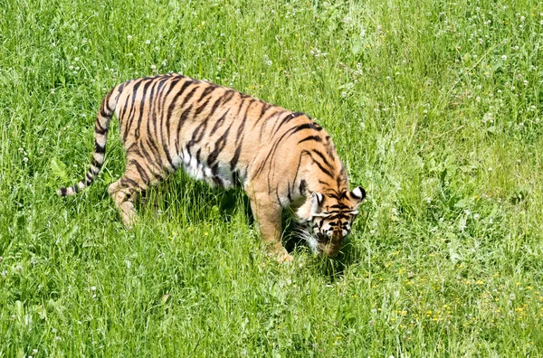 Тигры Зеленом Поле — стоковое фото