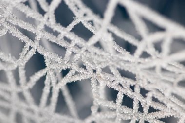 Yaşam alanındaki çiğ taneleriyle örümcek ağı