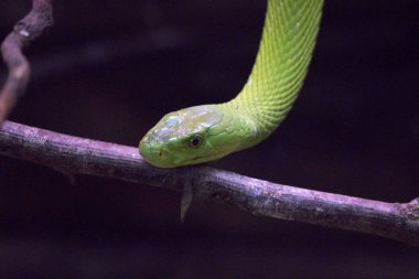 bir dalın tepesinde yeşil yılan