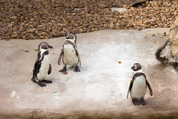 Pingüino Hábitat Sin Hielo — Foto de Stock