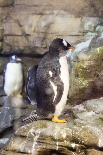 Pingüino Hábitat Sin Hielo — Foto de Stock