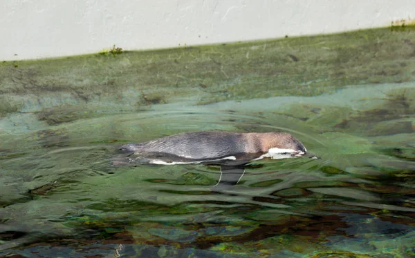 Pingüino Hábitat Sin Hielo — Foto de Stock