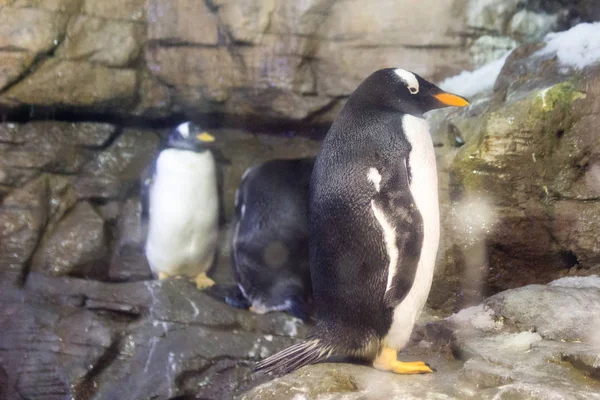 Pingüino Hábitat Sin Hielo — Foto de Stock