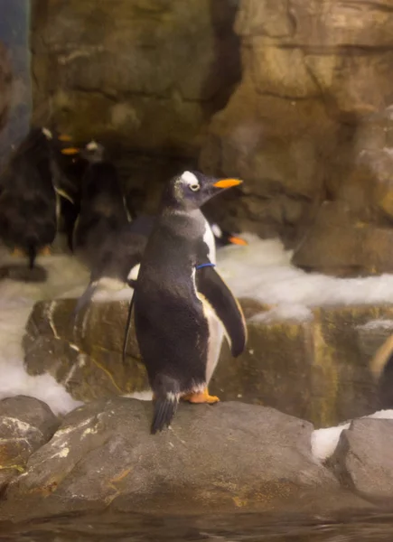 Pingüino Hábitat Sin Hielo — Foto de Stock
