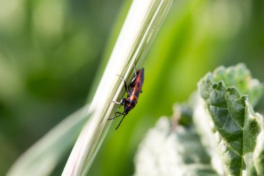 Kendi habitatında makrodan yapılmış bir böcek.