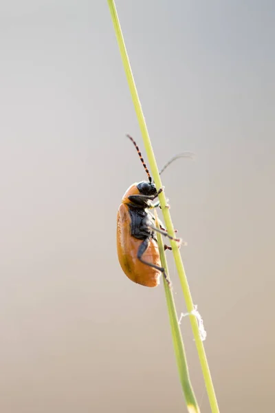 Insecte Dans Son Habitat Fait Macro — Photo