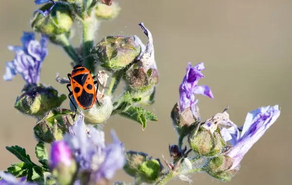 Insecte Dans Son Habitat Fait Macro — Photo