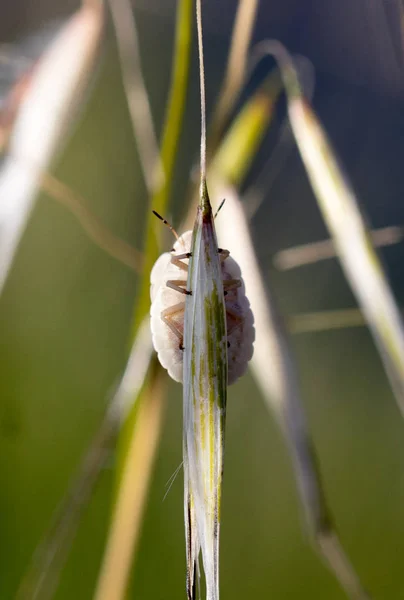 Insecte Dans Son Habitat Fait Macro — Photo