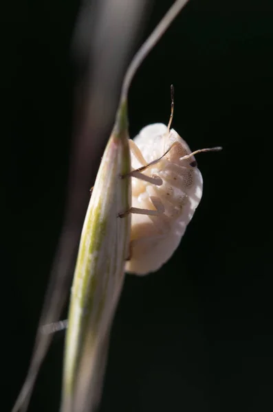 Insecte Dans Son Habitat Fait Macro — Photo