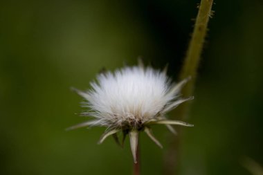 kendi habitatlarında yapılmış makro bitkiler