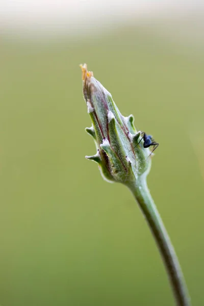 Macro Plantes Fabriquées Dans Leur Habitat — Photo