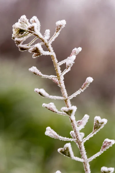 Macro Piante Prodotte Nel Loro Habitat — Foto Stock