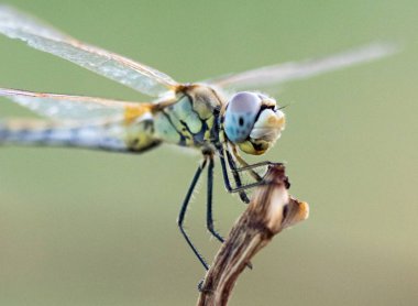 Yusufçuk habitat fotoğrafında makroyla yapılmış.