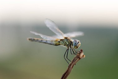 Yusufçuk habitat fotoğrafında makroyla yapılmış.