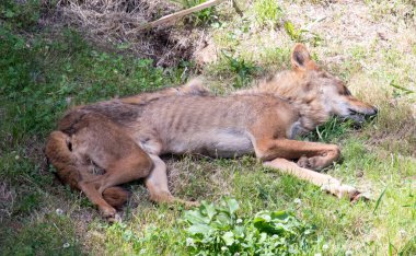Doğal ortamlarında vahşi hayvanlar