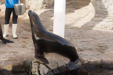 Doğal ortamlarında güzel foklar