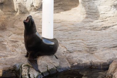 Doğal ortamlarında güzel foklar
