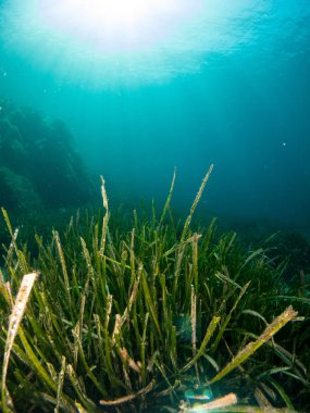 Mercan ve makroyla kaplı deniz yatağı
