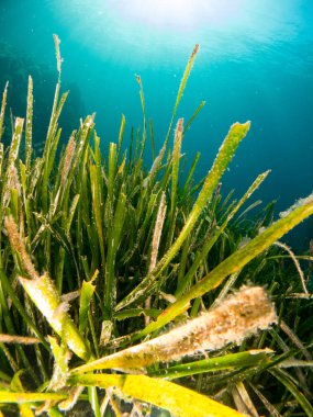 Mercan ve makroyla kaplı deniz yatağı