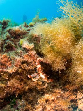 Mercan ve makroyla kaplı deniz yatağı