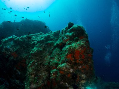 Mercan ve makroyla kaplı deniz yatağı