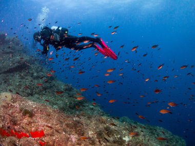 Mercan ve makroyla kaplı deniz yatağı