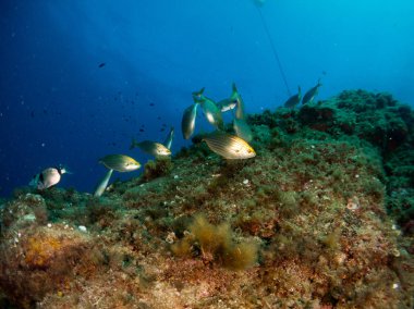 Mercan ve makroyla kaplı deniz yatağı