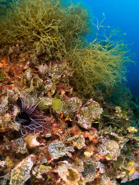 Dno Morskie Koralowcami Makrami — Zdjęcie stockowe