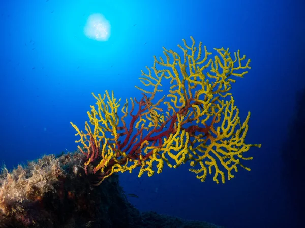 有珊瑚和巨藻的海床 — 图库照片