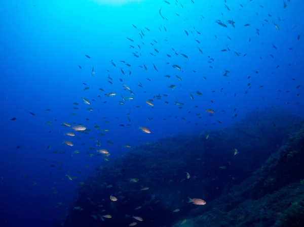 Морское Дно Кораллами Макросом — стоковое фото