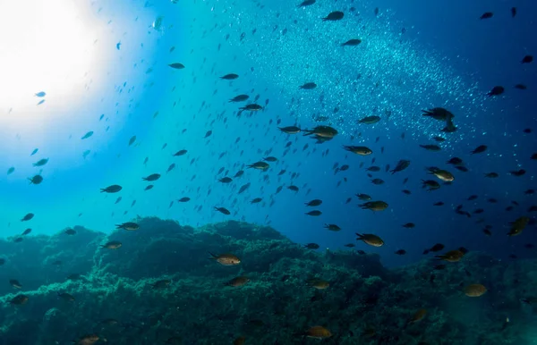 Mercan ve makroyla kaplı deniz yatağı